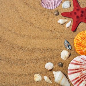 starfishes, wallpaper 4k, 4k wallpaper 1920x1080-1351559.jpg